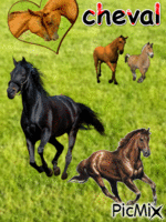 les chevaux - Бесплатни анимирани ГИФ