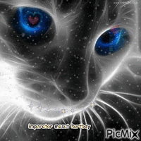 kedi - Besplatni animirani GIF