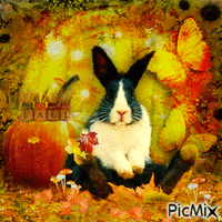 Autumn rabbit - GIF animado grátis