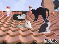 Cats animovaný GIF