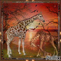 Girafes - Gratis animeret GIF