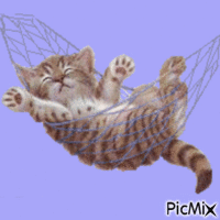 Kitten animovaný GIF