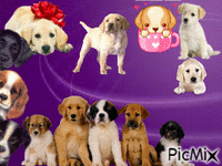 le monde des chiens - Kostenlose animierte GIFs