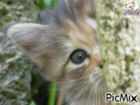 chaton caché GIF animasi