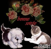 soire - Free animated GIF