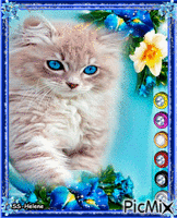 Sweet little cat. Animated GIF