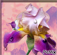 iris анимированный гифка