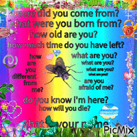 fly questions Animated GIF