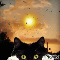CatWatch - Ingyenes animált GIF