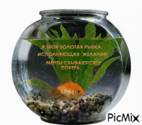 gold fish - Besplatni animirani GIF