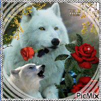 white wolf with rose animowany gif
