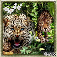 Panther im Dschungel - Darmowy animowany GIF