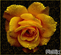 trandafir - Free animated GIF