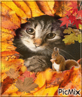 chat et ecureuil automne GIF animé
