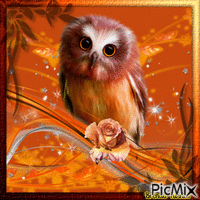 owl animovaný GIF
