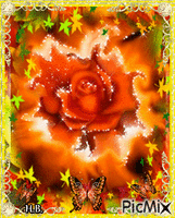 Burning rose. Animated GIF