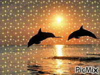delfin - Ingyenes animált GIF