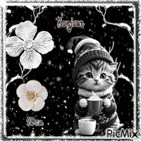 Bonjour les  chatons 动画 GIF