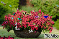pillangók GIF animasi