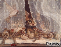 kats - Free animated GIF