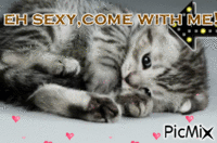 sexycat<3<3 - GIF animé gratuit