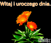 kwiaty - Ingyenes animált GIF
