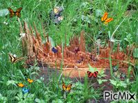 symphonie de papillons en forêt animovaný GIF