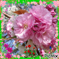 Fleures de Printemps - Ilmainen animoitu GIF