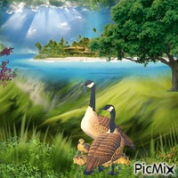 Geese - GIF animé gratuit