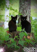 black cats - GIF animé gratuit
