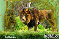 Leão - Besplatni animirani GIF