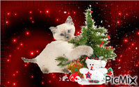 Christmas Kitty - GIF เคลื่อนไหวฟรี