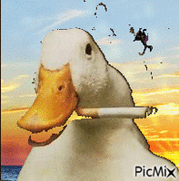 Smokin Duck - GIF animé gratuit