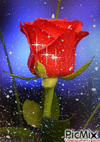 piros rózsa - Gratis geanimeerde GIF