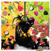 Black Cat and fruits color