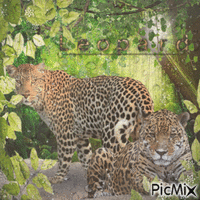 ✶ Leopard {by Merishy} ✶ - Gratis animerad GIF
