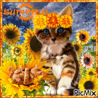 Cat in Sunflower Field