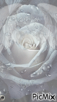 Rosa blanca GIF animado