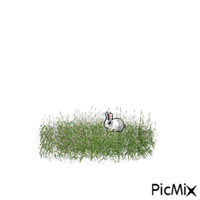 lapin - 無料のアニメーション GIF