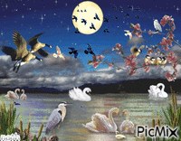 lac  canard cygne oiseaux - Бесплатни анимирани ГИФ
