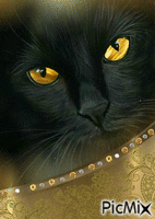 Gatto Oro nero - GIF animado gratis