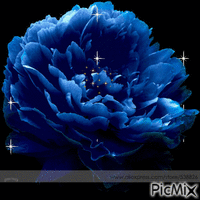 синий цветок - GIF animado gratis
