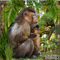 Rois de la Jungle - Darmowy animowany GIF
