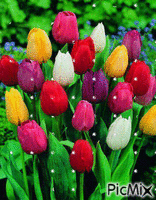 Tulpen - Безплатен анимиран GIF
