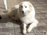 Amazing dog - GIF animé gratuit