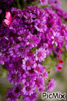 violet flower - 免费动画 GIF