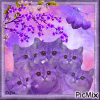 Chatons fantaisie ( violet ) animeret GIF