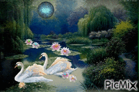 влюбленные лебеди - Безплатен анимиран GIF