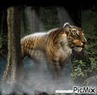 les tigres анимированный гифка
