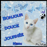 Miaou Bonjour - GIF animé gratuit